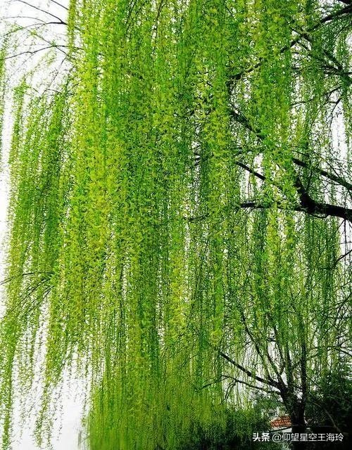 “不知细叶谁裁出，二月春风似剪刀”描写的什么美景？