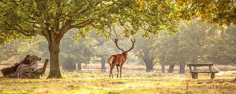 郑州动物园门票 郑州动物园门票多少钱一个人