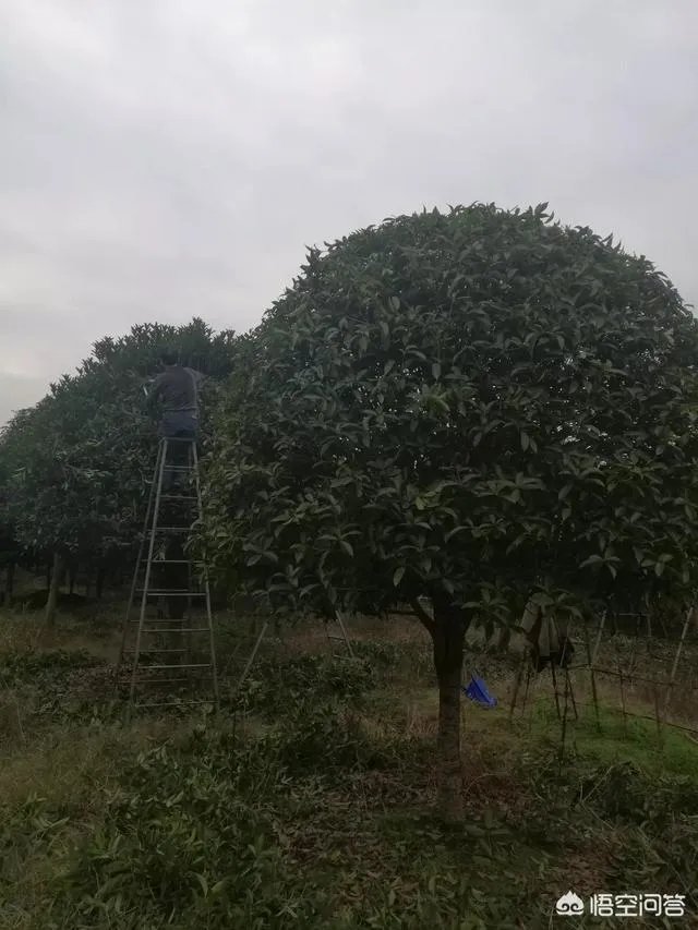 有人说苗木的行情不好，是真的吗？