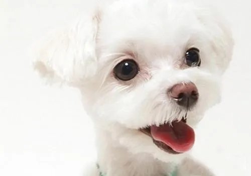 狗狗泪痕怎么解决？