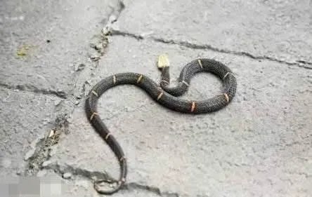 第一毒蛇竟在中国 至今无解药：被咬后会导致血液凝固