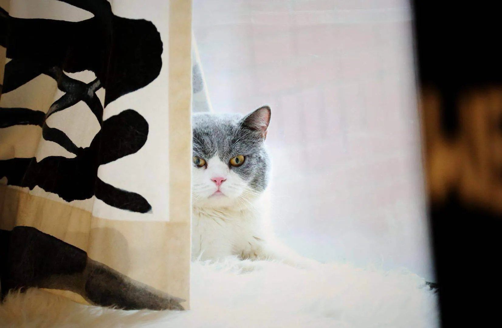 拍摄花絮，满足你的吸猫日常~~