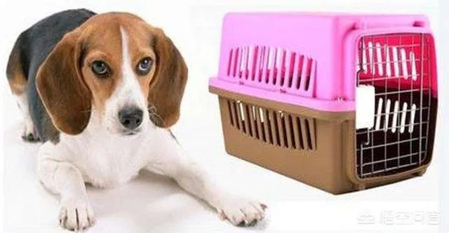 海航将允许旅客付费带宠物进客舱，你介意坐飞机的时候机舱有条狗狗吗？