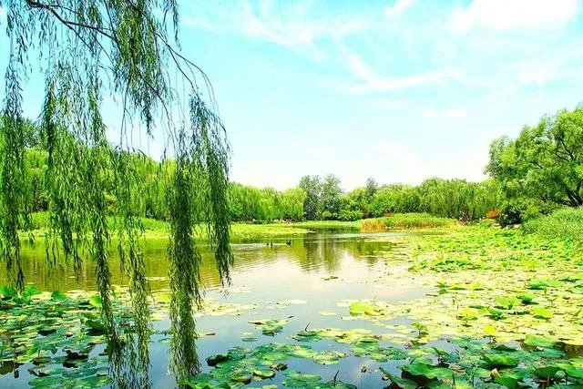 “不知细叶谁裁出，二月春风似剪刀”描写的什么美景？