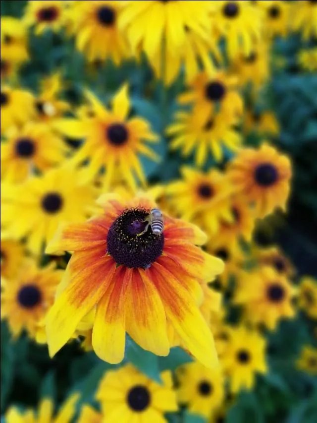 荣耀v9是不是存在闪存问题，到底值不值的买？