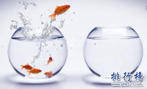 哪些宠物比较好养呢？2018十大小型宠物便宜又好养排行榜