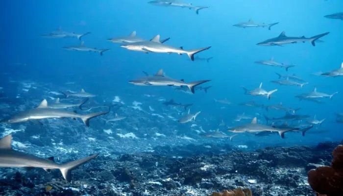 哪种动物一生都在换牙