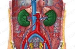 肾脏具体位置准确定位