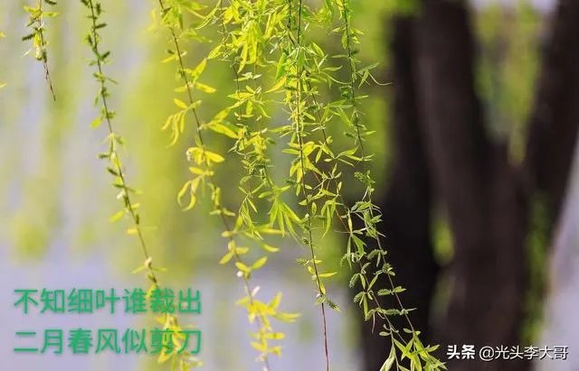“不知细叶谁裁出，二月春风似剪刀”描写的什么美景？