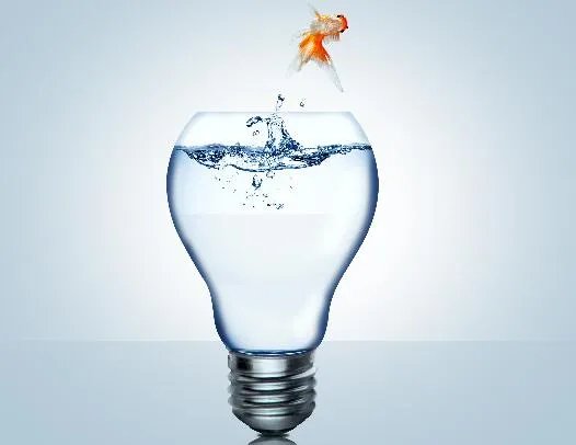 漂亮的金鱼是由什么鱼演变而来的  金鱼实际上是什么鱼