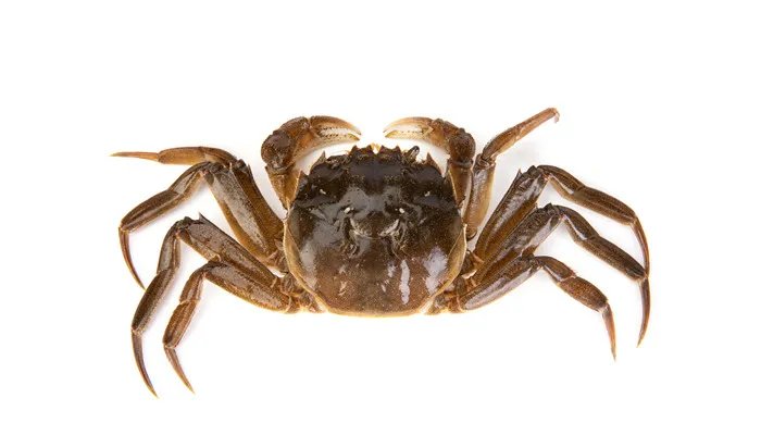 螃蟹保存方法 螃蟹保存方法保鲜