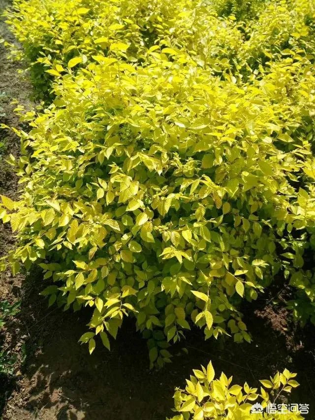 有人说苗木的行情不好，是真的吗？