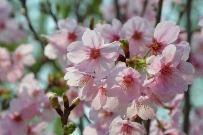 成都有哪些著名的樱花观赏地？