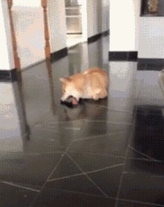 怎么看待IG在2019MSI上的失利？