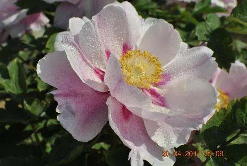 挖了几株月季牡丹就被刑拘了吗？