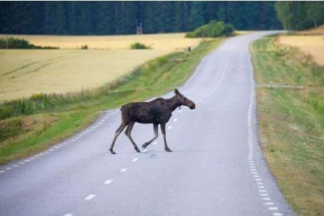 荣乌高速惊现鸵鸟狂奔，车辆纷纷避让，它不停变道狂奔存在哪些安全隐患？
