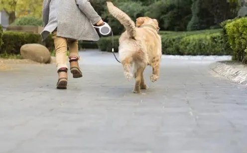 西安某小区宠物狗突然离奇死亡，到底是怎么回事？