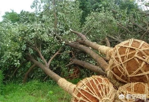 有人说苗木的行情不好，是真的吗？