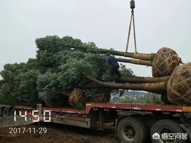 有人说苗木的行情不好，是真的吗？