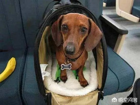 海航将允许旅客付费带宠物进客舱，你介意坐飞机的时候机舱有条狗狗吗？