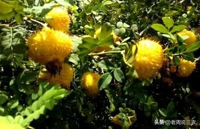 野生刺梨怎样种植？