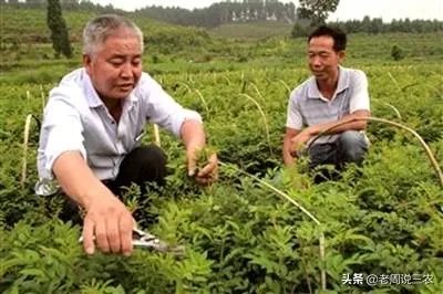 野生刺梨怎样种植？