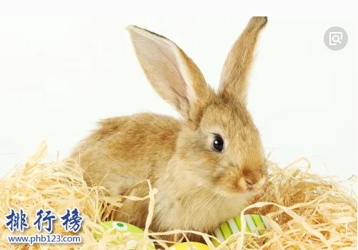 哪些宠物比较好养呢？2018十大小型宠物便宜又好养排行榜