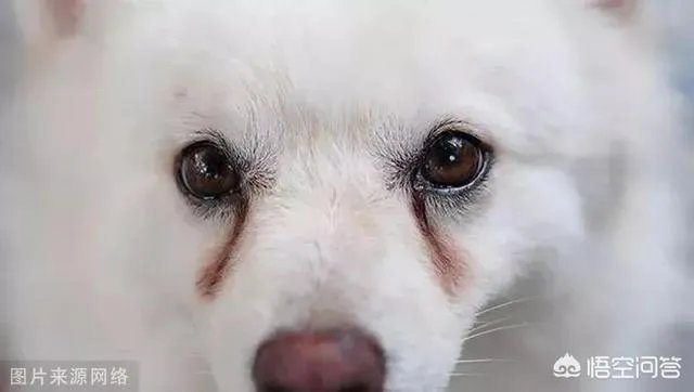 狗狗泪痕怎么解决？