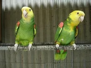 这是什么鸟？它的拉丁名是什么啊？