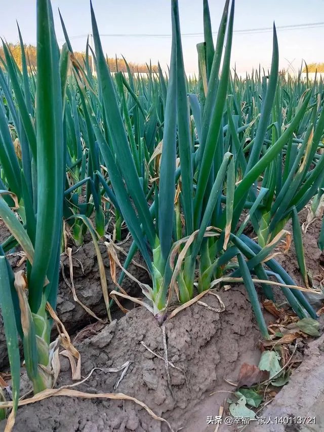 如果我想弄种植业或者养殖业，什么比较有前景？