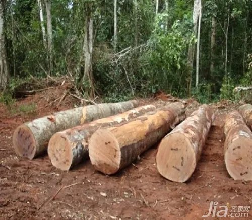 实木地板的产地及特性分析