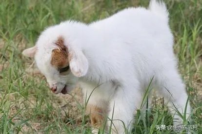 养羊回成太慢，能不能再做点别的来维持生活呢？