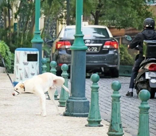 宠物狗路灯旁撒尿触电死亡，主人向物业索赔5万，物业在此事中有责任吗？