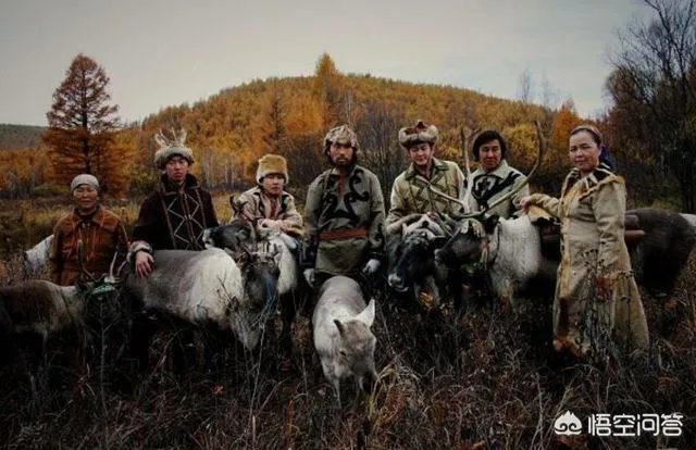 115只荷兰驯鹿抵达内蒙古，用于繁衍本土种群，你怎么看？