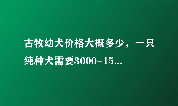 古牧幼犬价格大概多少，一只纯种犬需要3000-15000元