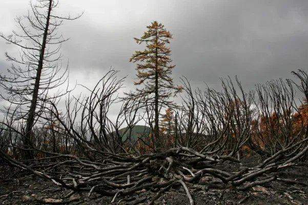 巴西总统不去灭火，却忙着嘲笑马克龙妻子，是真的心大还是不负责任？