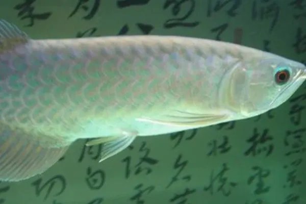 青金龙鱼和星点龙鱼有什么区别?