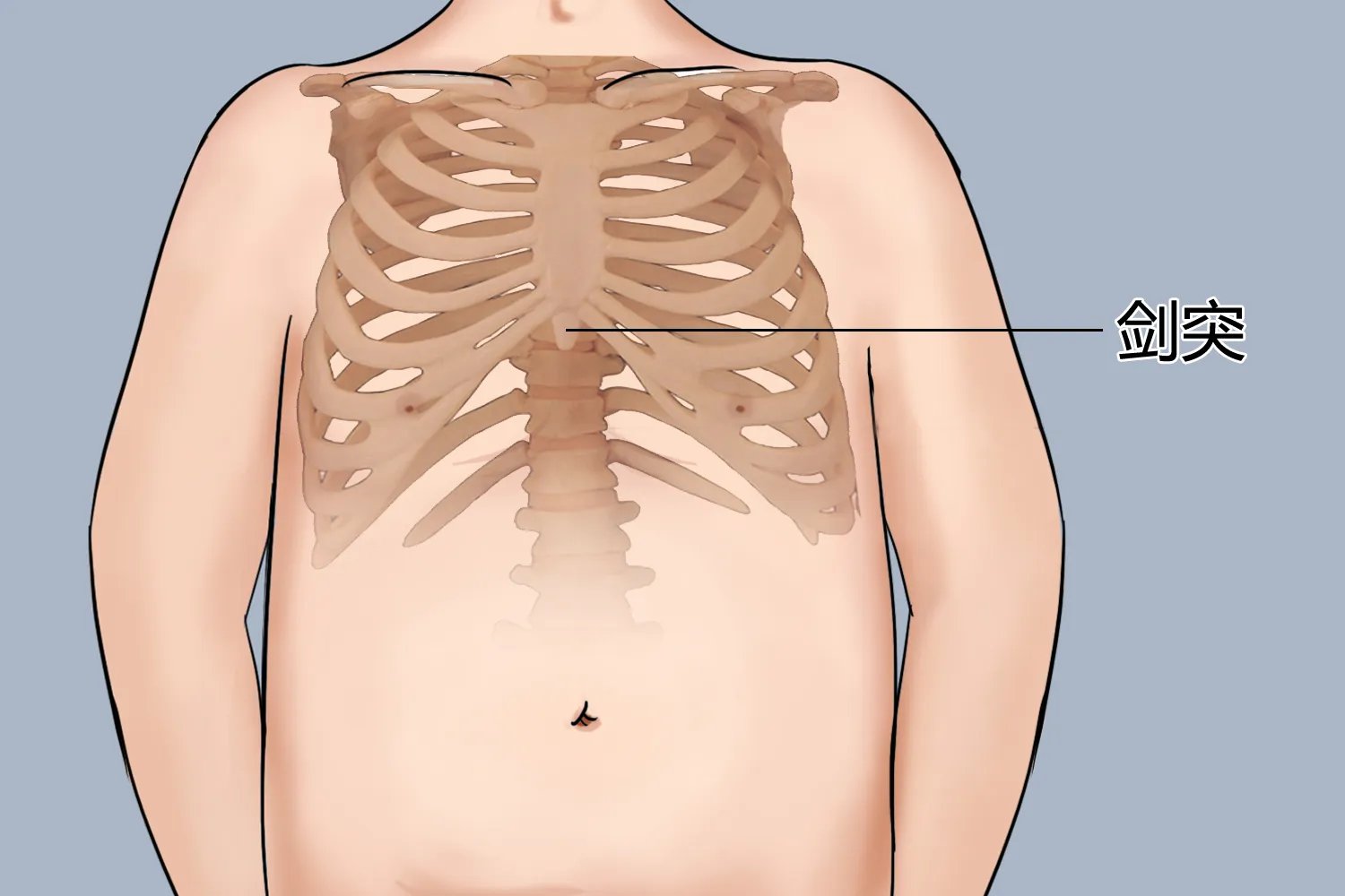 小儿剑突的位置及图片
