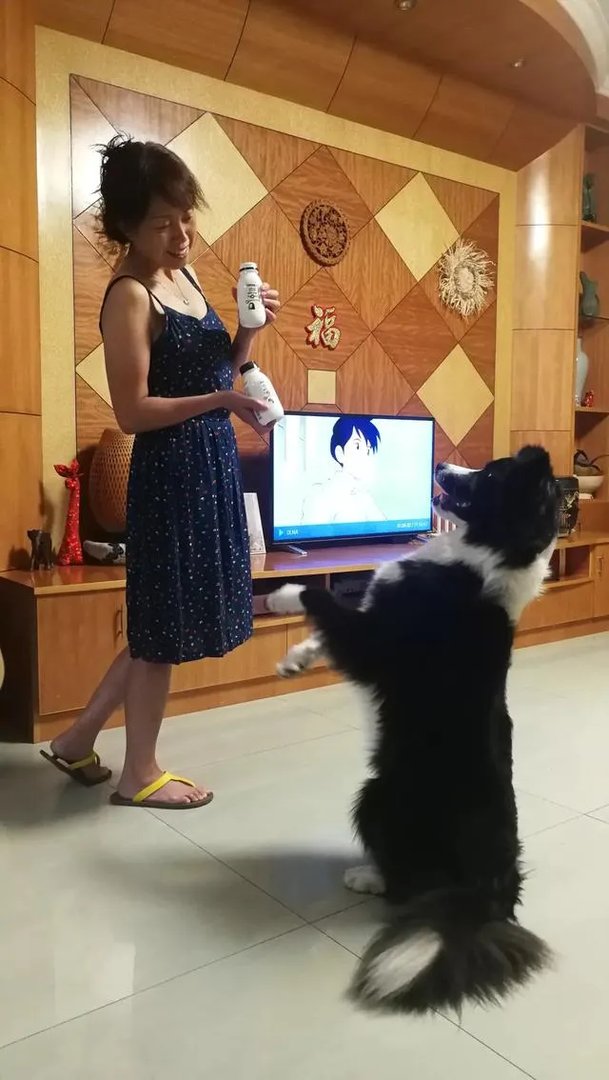 中国最受欢迎的宠物犬是什么犬？