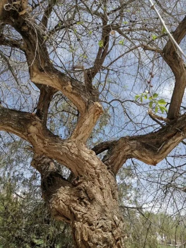 美新冠死亡人数8万确诊病例143万，联合国为何不将其列为疫区？