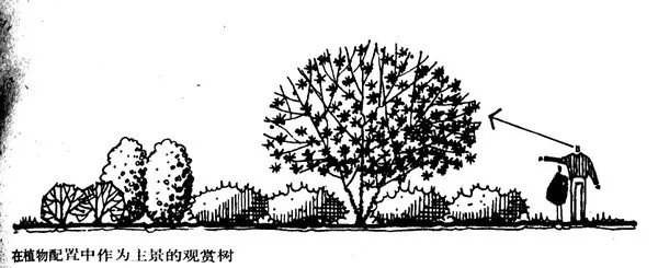 干货 | 庭院植物打造，营造十足空间感