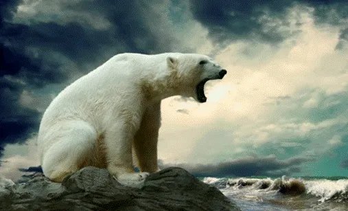 北极熊多次打劫垃圾车，它们走进人类生活圈，会有什么后果呢？