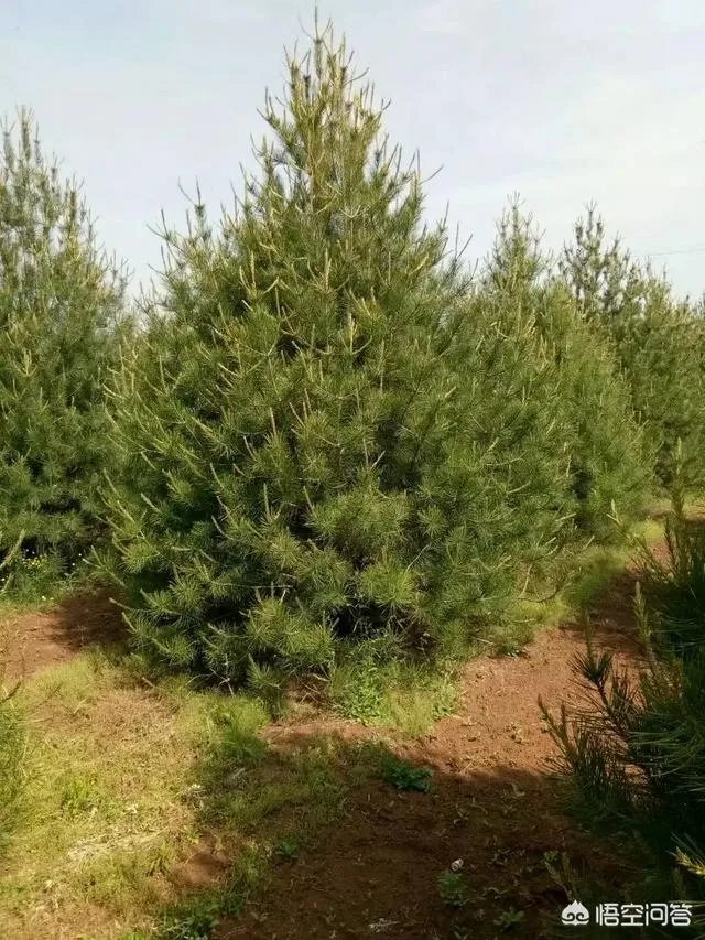 有人说苗木的行情不好，是真的吗？