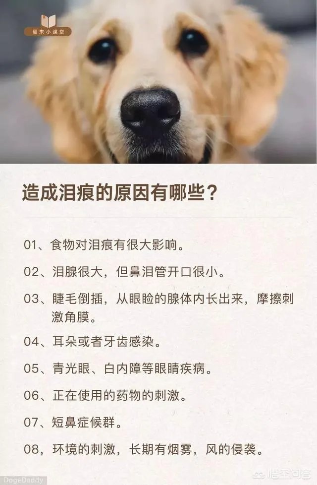 狗狗泪痕怎么解决？