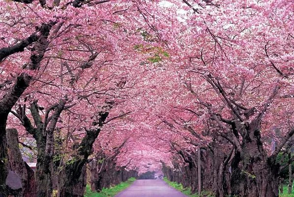 成都有哪些著名的樱花观赏地？
