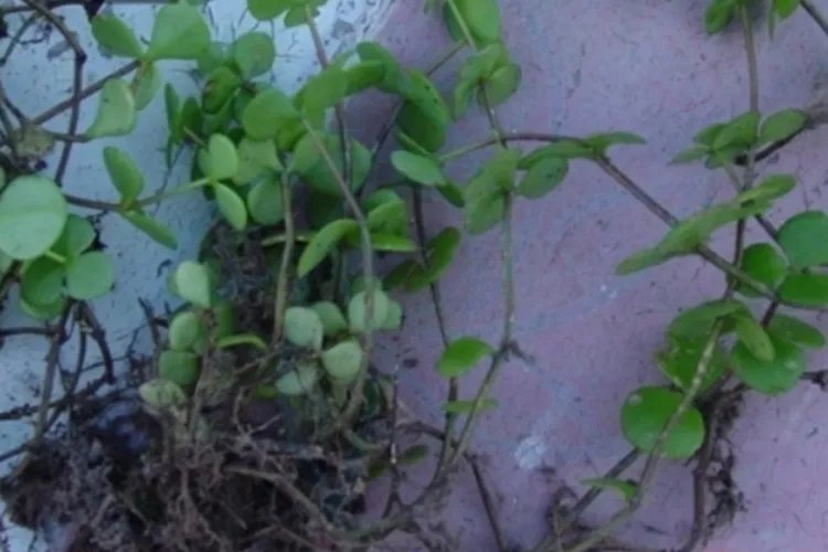 打不死草药作用和图片