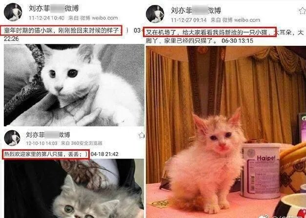 刘亦菲家后院首次曝光，养40多只猫，场面壮观。如果是你，你最多收养多少只流浪猫？