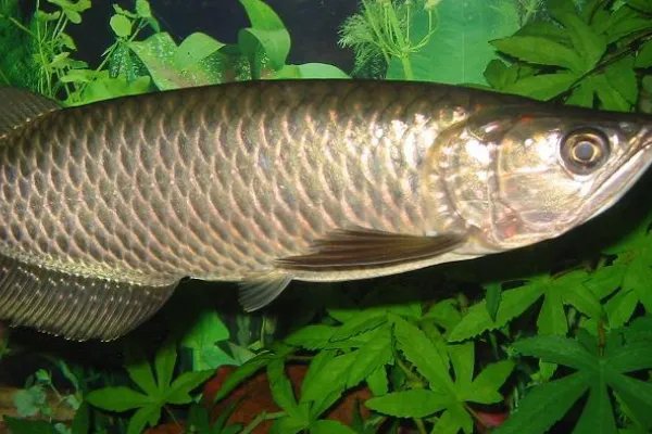 青金龙鱼和星点龙鱼有什么区别?