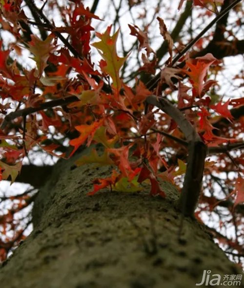 实木地板的产地及特性分析