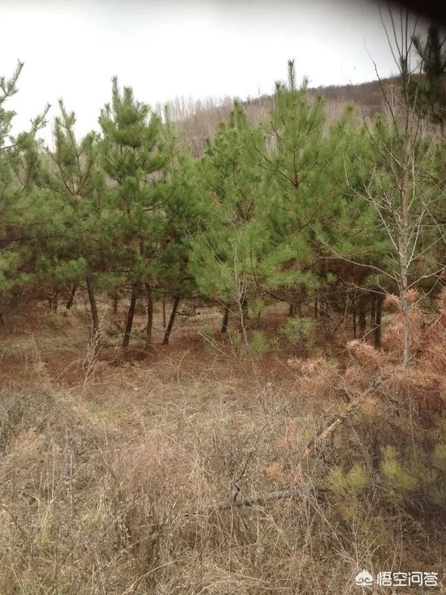 有人说苗木的行情不好，是真的吗？